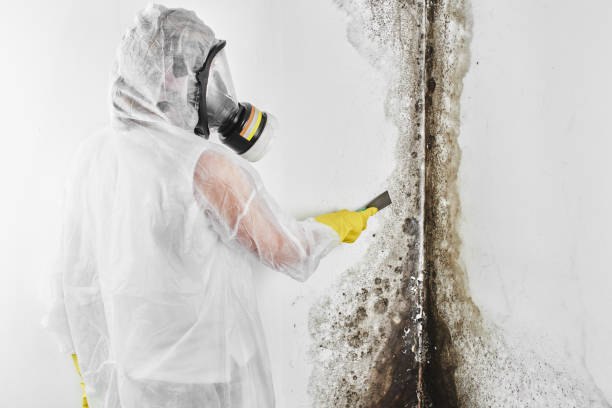 Best Industrial Mold Remediation in Girard, IL