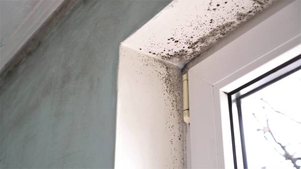 Best Mold Remediation for Specific Building Types in Girard, IL