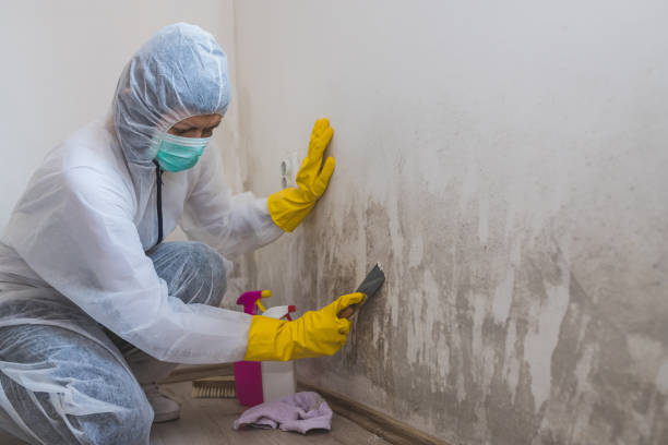  Girard, IL Mold Removal Pros