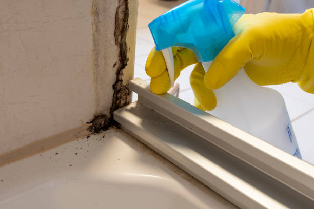 Best Insurance-Related Mold Remediation in Girard, IL