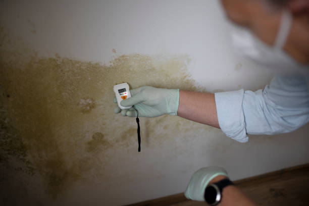 Girard, IL Mold Remediation Company