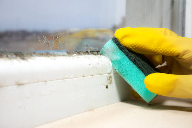 Best HVAC Mold Remediation in Girard, IL