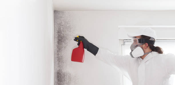 Best Commercial Mold Remediation in Girard, IL
