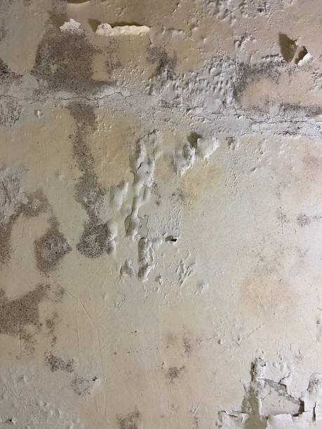 Best Bathroom Mold Remediation in Girard, IL