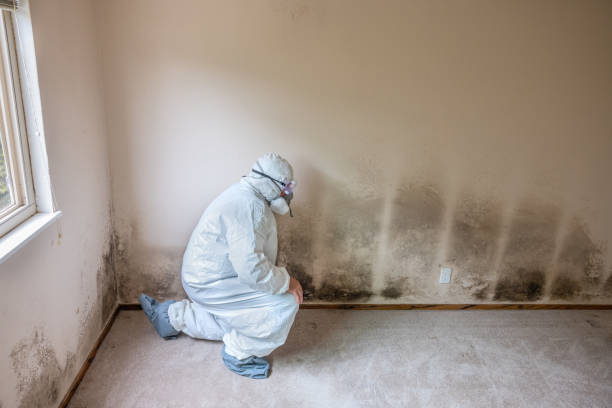 Best Post-Flood Mold Remediation in Girard, IL
