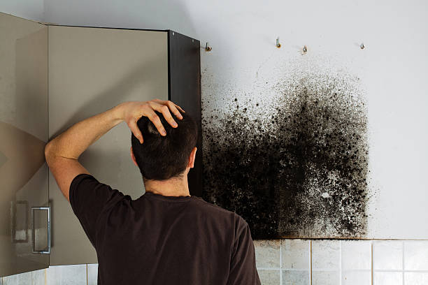 Best Kitchen Mold Remediation in Girard, IL