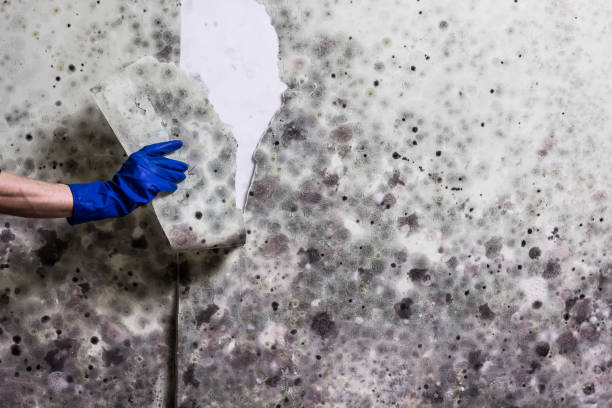 Best Health and Safety Mold Remediation in Girard, IL